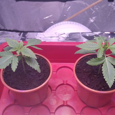 BC Godbud #4 growlog timeline photo