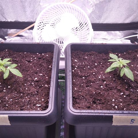 BC Godbud #4 growlog timeline photo