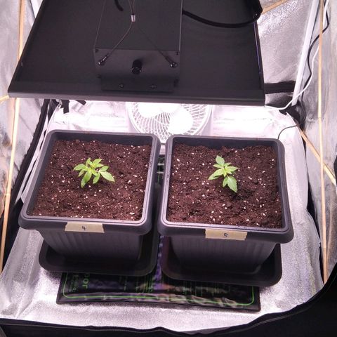 BC Godbud #4 growlog timeline photo
