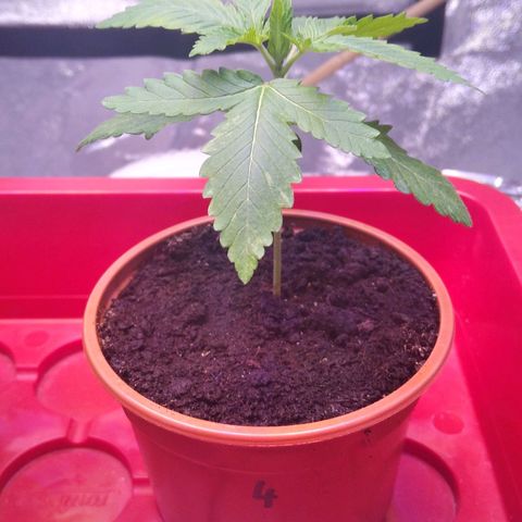 BC Godbud #4 growlog timeline photo