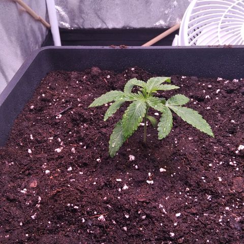 BC Godbud #4 growlog timeline photo