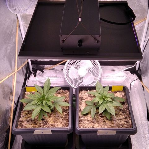 BC Godbud #4 growlog timeline photo