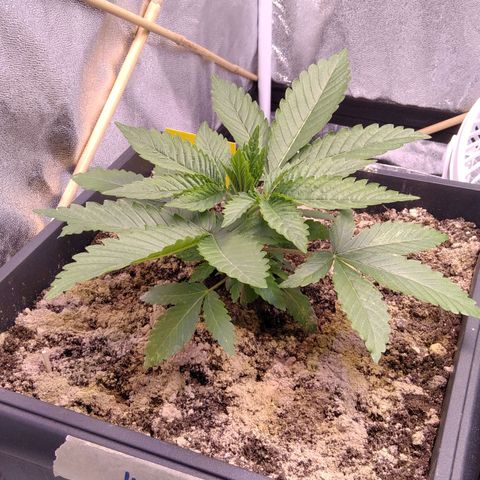 BC Godbud #4 growlog timeline photo