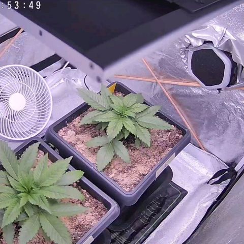 BC Godbud #4 growlog timeline photo