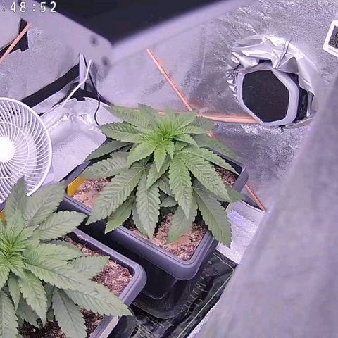 BC Godbud #4 growlog timeline photo