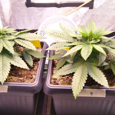 BC Godbud #4 growlog timeline photo