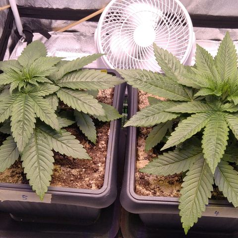 BC Godbud #4 growlog timeline photo