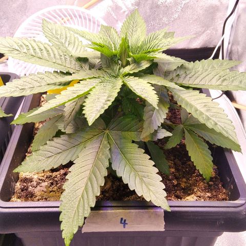 BC Godbud #4 growlog timeline photo