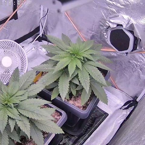 BC Godbud #4 growlog timeline photo
