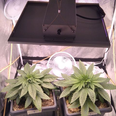 BC Godbud #4 growlog timeline photo