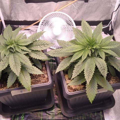 BC Godbud #4 growlog timeline photo