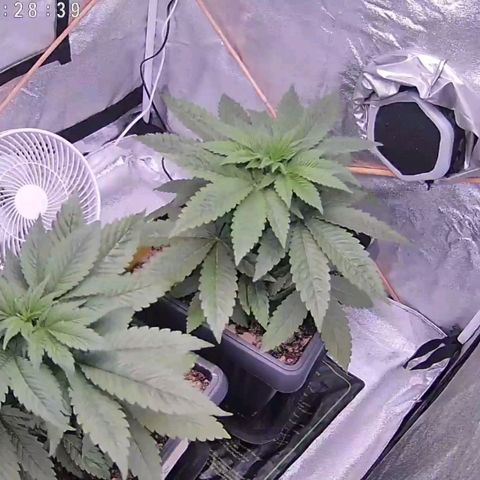 BC Godbud #4 growlog timeline photo