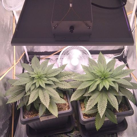 BC Godbud #4 growlog timeline photo