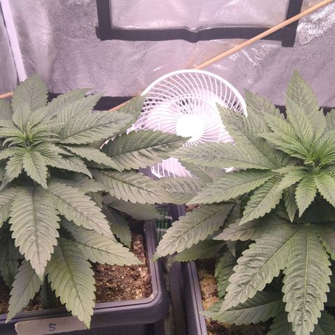 BC Godbud #4 growlog timeline photo
