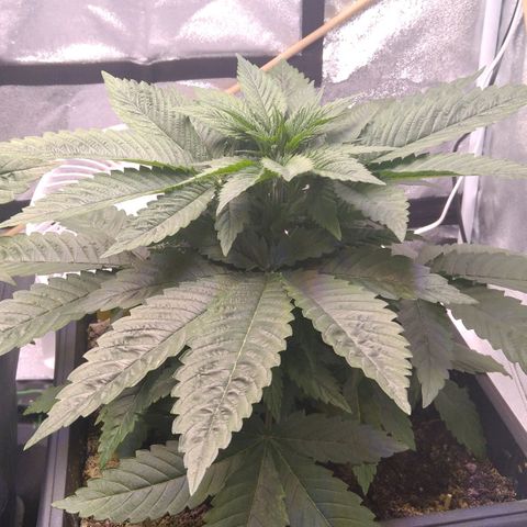 BC Godbud #4 growlog timeline photo