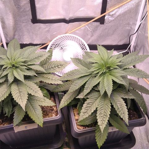 BC Godbud #4 growlog timeline photo