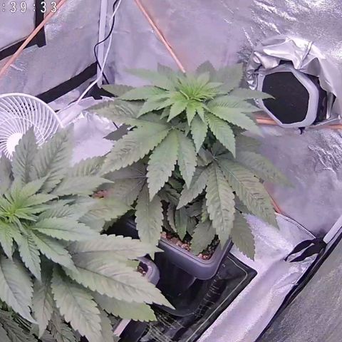 BC Godbud #4 growlog timeline photo