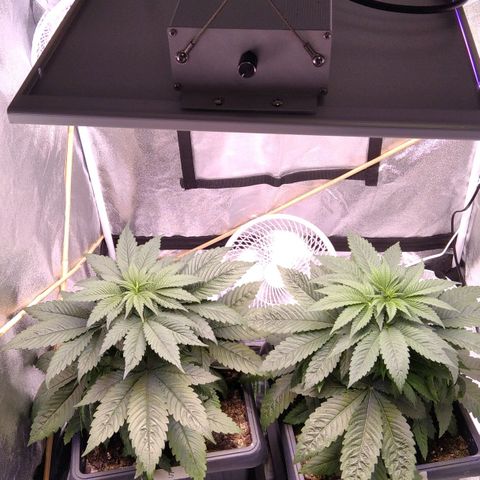 BC Godbud #4 growlog timeline photo