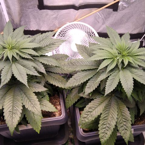BC Godbud #4 growlog timeline photo