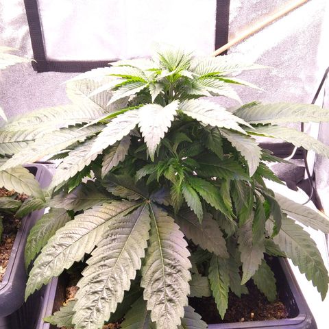 BC Godbud #4 growlog timeline photo