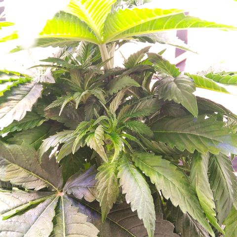 BC Godbud #4 growlog timeline photo