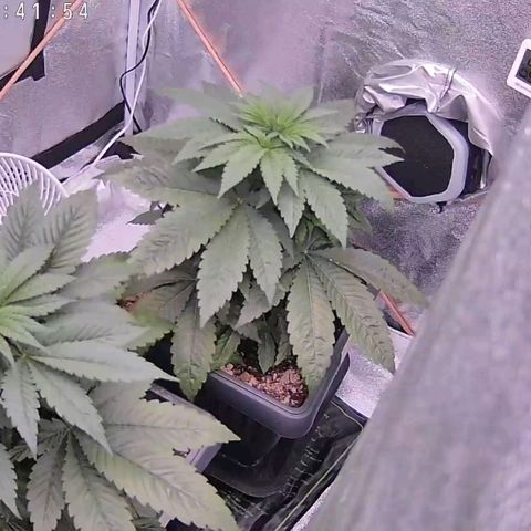 BC Godbud #4 growlog timeline photo