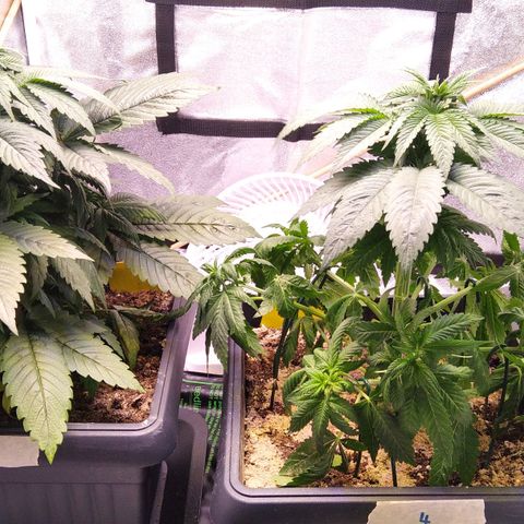 BC Godbud #4 growlog timeline photo