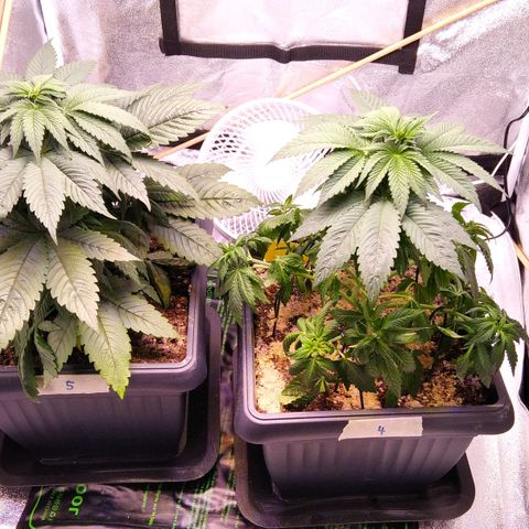 BC Godbud #4 growlog timeline photo