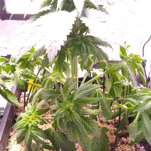 BC Godbud #4 growlog timeline photo