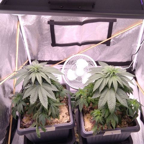BC Godbud #4 growlog timeline photo