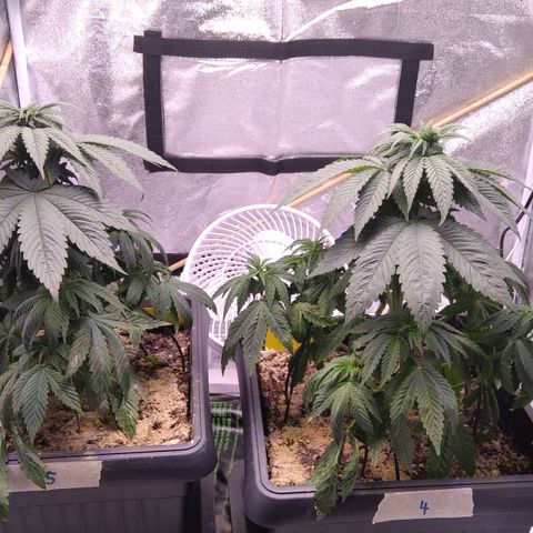 BC Godbud #4 growlog timeline photo