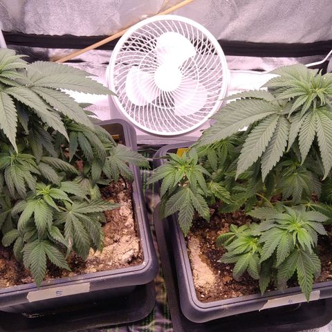 BC Godbud #4 growlog timeline photo