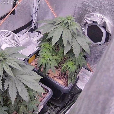 BC Godbud #4 growlog timeline photo