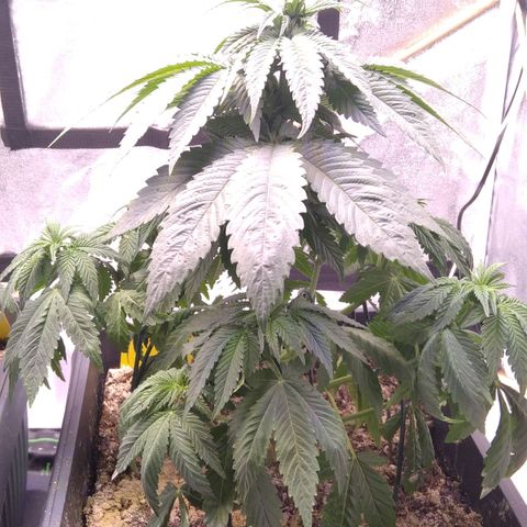 BC Godbud #4 growlog timeline photo