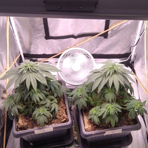 BC Godbud #4 growlog timeline photo