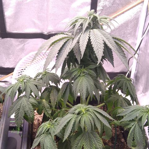 BC Godbud #4 growlog timeline photo