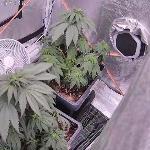 BC Godbud #4 growlog timeline photo