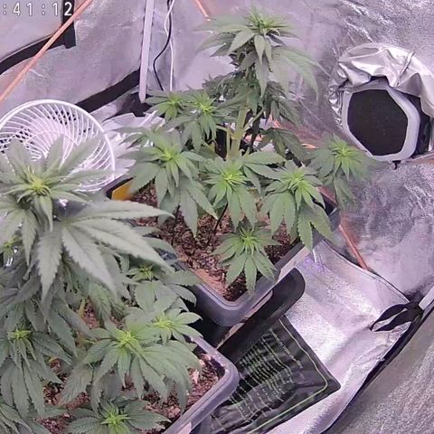 BC Godbud #4 growlog timeline photo