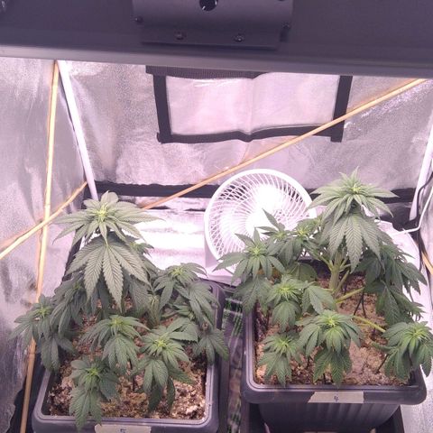 BC Godbud #4 growlog timeline photo