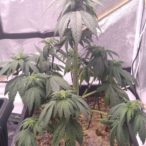BC Godbud #4 growlog timeline photo