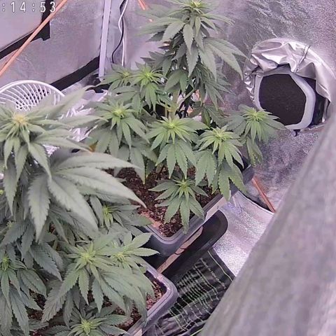 BC Godbud #4 growlog timeline photo