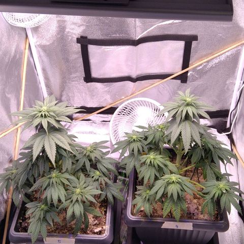 BC Godbud #4 growlog timeline photo