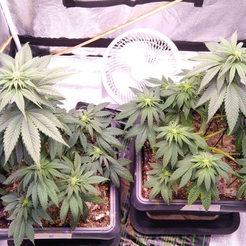 BC Godbud #4 growlog timeline photo