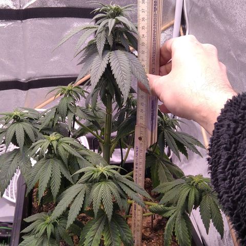 BC Godbud #4 growlog timeline photo