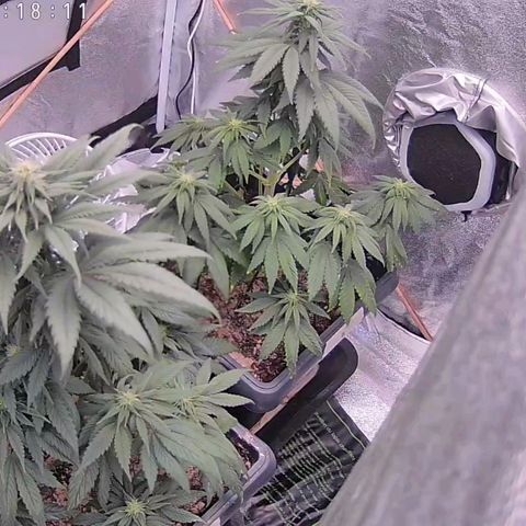 BC Godbud #4 growlog timeline photo