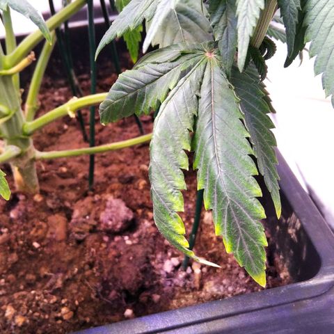 BC Godbud #4 growlog timeline photo