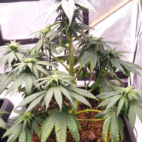 BC Godbud #4 growlog timeline photo