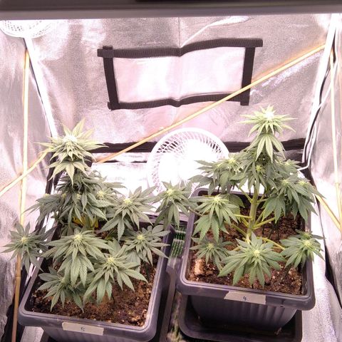 BC Godbud #4 growlog timeline photo