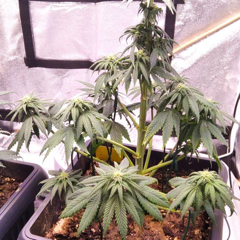 BC Godbud #4 growlog timeline photo