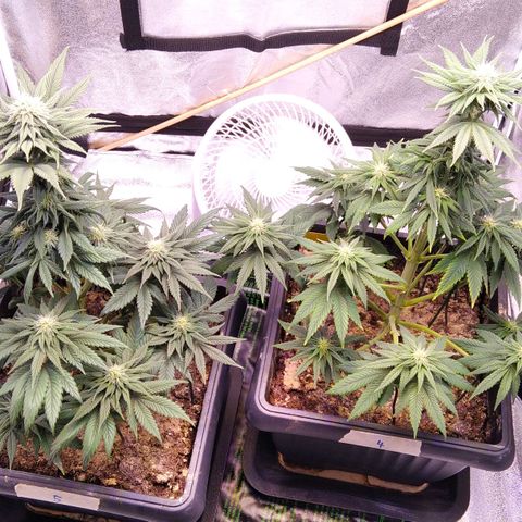 BC Godbud #4 growlog timeline photo